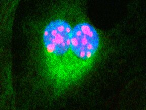 cell-split
